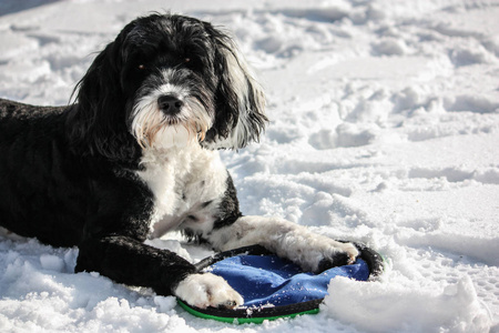 黑白葡萄牙水犬在雪地里躺着一个蓝色的玩具