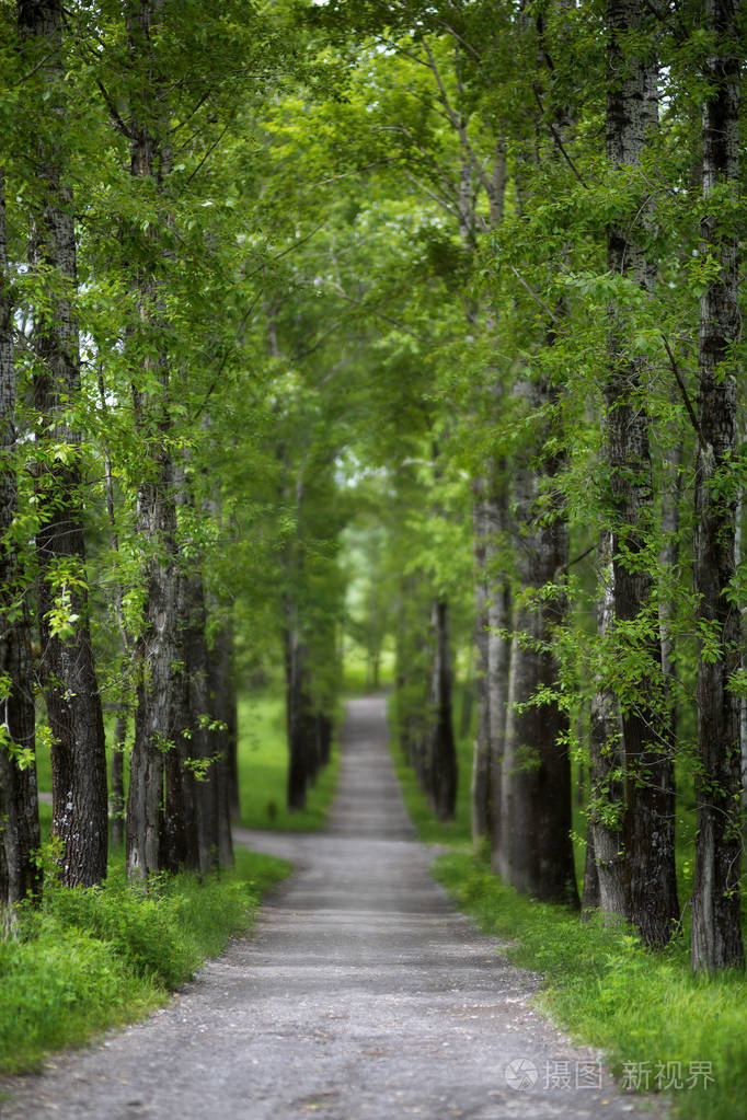 美丽的绿色夏日小巷春天的背景草和树