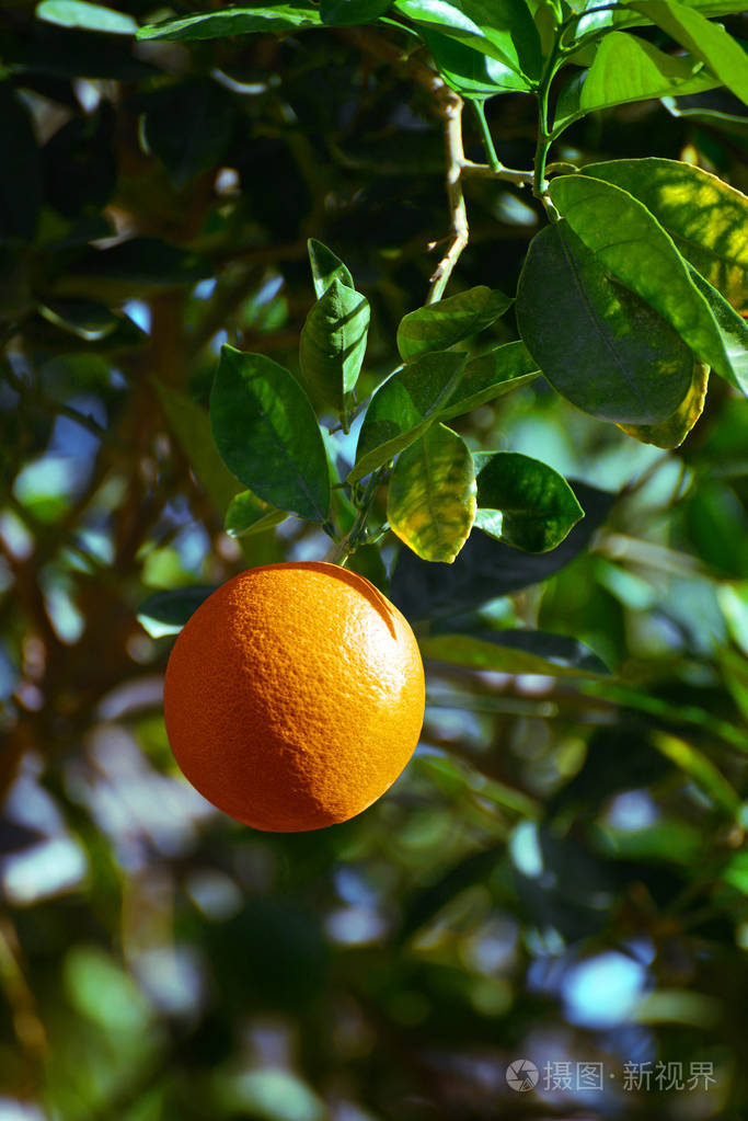 一种鲜亮的橙果挂在树上