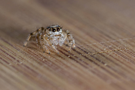 小跳蛛一只跳跃的小蜘蛛,睫毛很大,站在木桌上照片