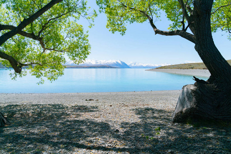 柳树为边湖提供了树荫，泰卡波令人叹为观止的风景，远处的雪覆盖了南部的阿尔卑斯山，超出了美丽的平静的碧水。