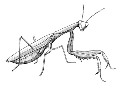 螳螂的简笔画法素描图片