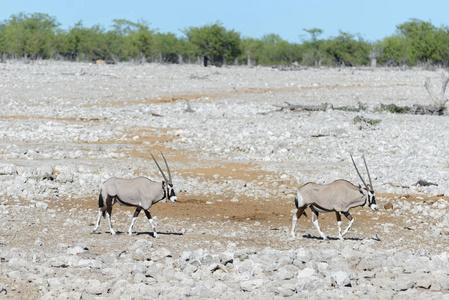 非洲大草原上的野生羚羊