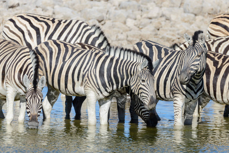 非洲热带稀树草原水洞中的野生斑马饮水