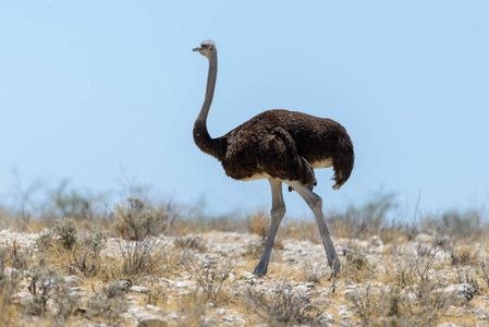 在非洲大草原上行走的野生鸵鸟