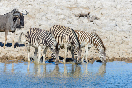 非洲野生动物小鸟，小黄鹂，小斑马，饮水孔
