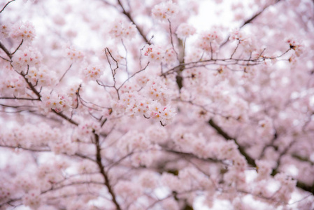 樱花或樱花季。 日本的抽象樱花背景。