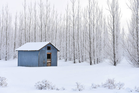 一个古老的蓝色农业粮仓的图像，周围是霜冻覆盖的树木。