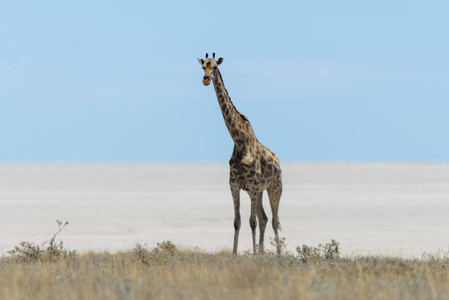 长颈鹿在非洲热带草原上行走
