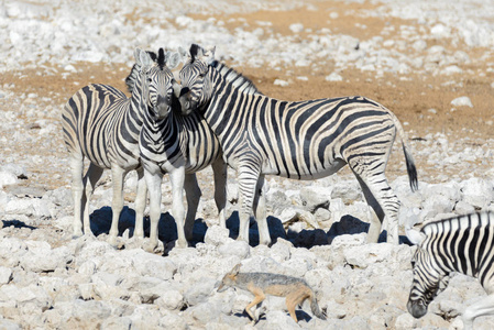非洲热带草原水洞上的野生斑马
