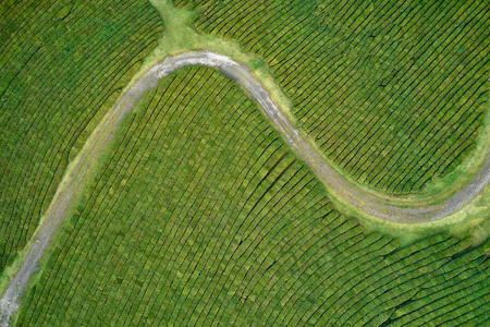 从绿茶种植园无人机拍摄的鸟瞰空中照片来自一个茶园的飞行无人机