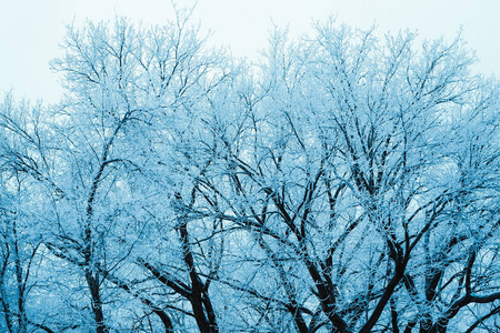 冬天的森林和白天雪中的树枝。