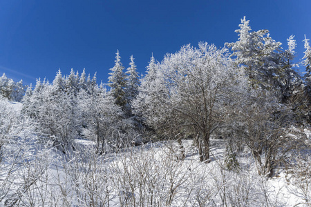 令人惊奇的冬季景观维托沙山，雪覆盖的树木，索菲亚城地区，保加利亚