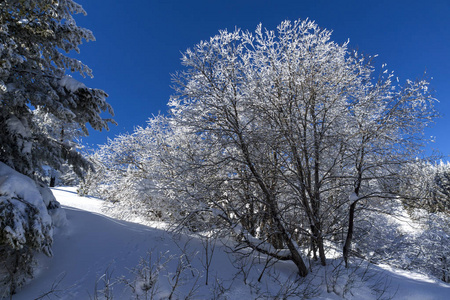 令人惊奇的冬季景观维托沙山，雪覆盖的树木，索菲亚城地区，保加利亚