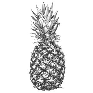 果子菠萝手绘向量例证现实的剪影照片