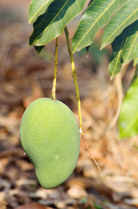 泰国种植园的绿色芒果。