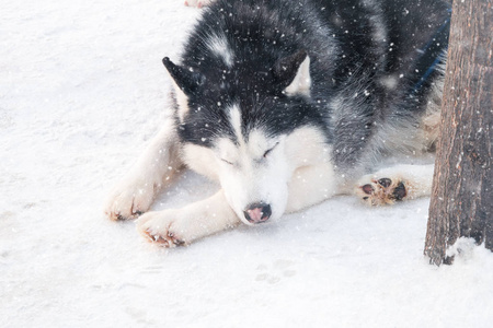 西伯利亚哈士奇，黑毛，睡在白雪上，在冬天的雪橇上骑马。