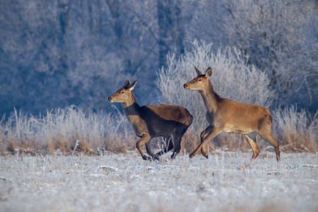 红鹿, 子宫颈, 在草地上运行与霜冻覆盖的草在冬天