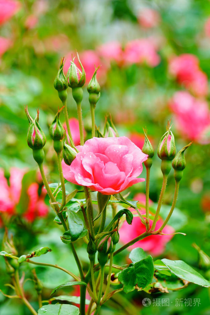 春天时节,盛开的粉红色玫瑰花在绿色的自然花园里