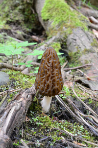 早春生长在根苔藓和春植被之间的黑色蘑菇或羊膜蘑菇在山地针叶林垂直方向近景