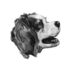 骑士国王查尔斯猎犬手绘, 孤立的水彩狗肖像