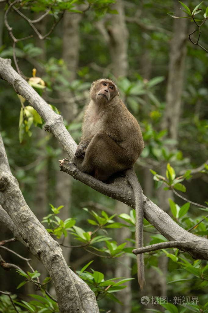 长尾巴的猕猴坐在树上转过头来