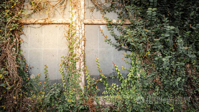 绿色常春藤或藤蔓植物生长在古董墙和废弃房屋的窗户上复古风格背景