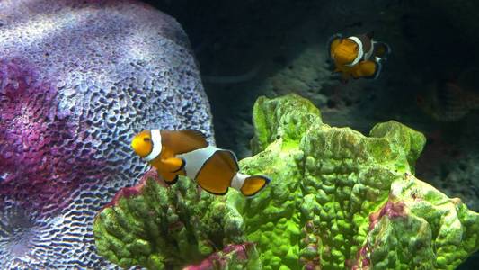 水下世界, 许多五颜六色的鱼珊瑚礁。小丑鱼或海葵鱼