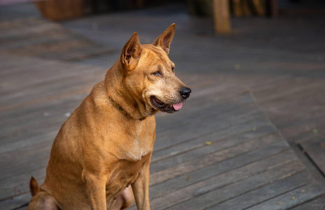 肖像，可爱的棕色狗，木板背景