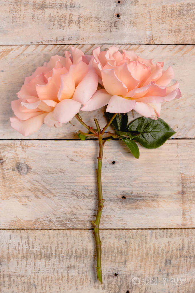 木制背景上新鲜的一束粉红色玫瑰花. 从花瓣上粘贴花卉壁纸背景.