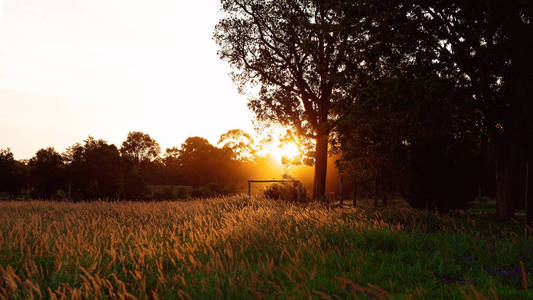 就在太阳落在地平线后面的时候，夕阳的金色光芒中的一片播种的草地