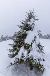 白雪覆盖着杉树的山景