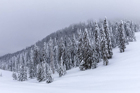 白雪覆盖着杉树的山景