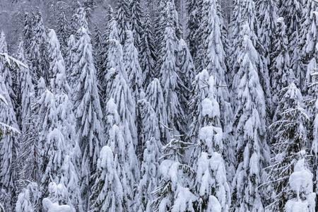 白雪覆盖着杉树的山景