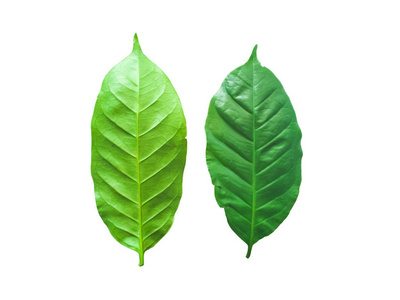 咖啡树的叶子是一种白色背景上的经济植物