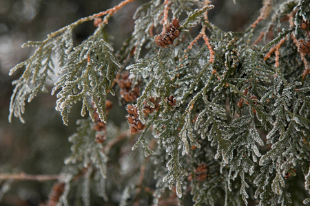 冬霜中的枝树