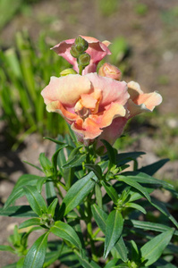 夏日，花园里开着一朵抗没药花