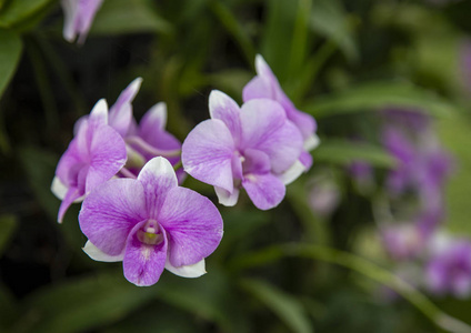 花园里的紫色兰花