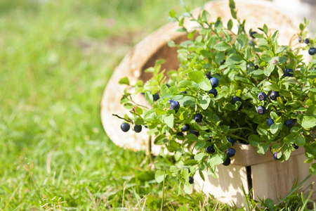 草地上的蓝莓和夏帽.