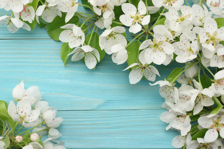 春天的背景，白色的花在蓝色的木制背景上开花。顶部视图