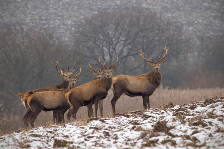 在冬天, 一群红鹿与鹿角一起停滞