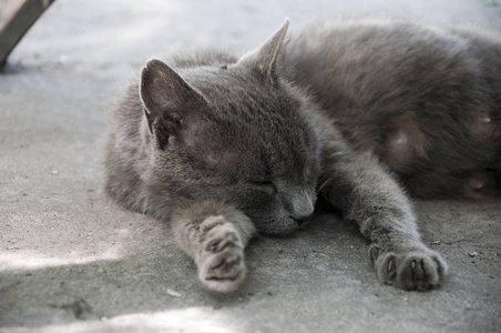 美丽的休息的睡猫，毛茸茸的灰色皮毛，闭着眼睛躺在地上，把头放在外面的爪子上
