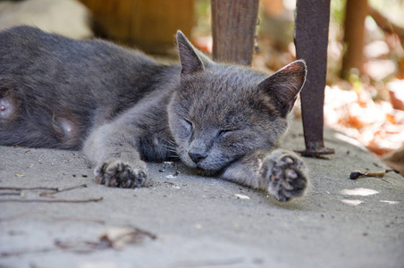 在灰色的道路上户外睡觉的猫