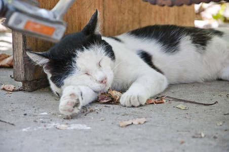 白猫和黑猫以一种奇怪的姿势休息