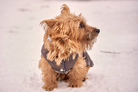 诺威奇猎犬在外面的冬天玩耍