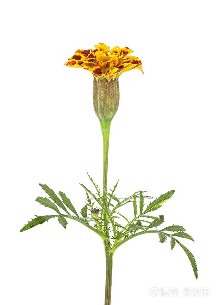 白色背景中分离的万寿菊的一朵花