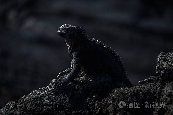 海洋鬣蜥栖息在黑色火山岩上