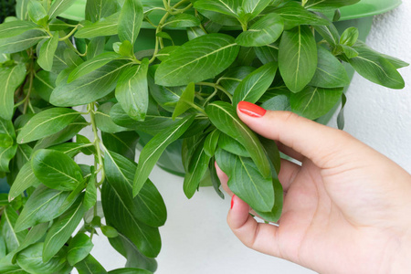 雌双手握红指甲，白色壁有植物泻药