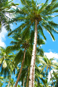 棕榈林丛林和蓝天。