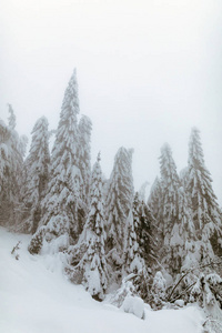 白雪覆盖着杉树的山景